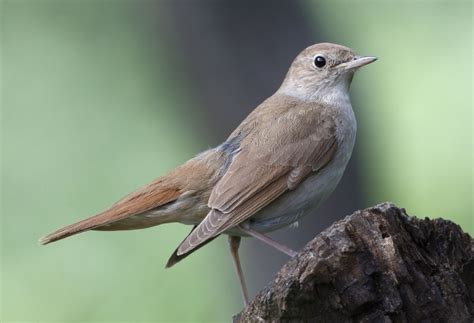 鳥死|サヨナキドリ